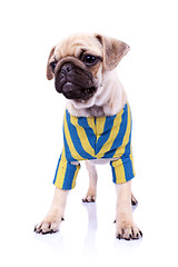 Image showing dressed standing  pug puppy dog looking to a side