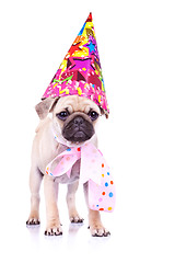 Image showing cute mops puppy dog ready for party