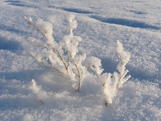 Image showing Grass on the snow