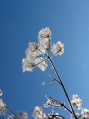 Image showing Grass dressed in the snow overcoat