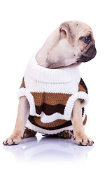 Image showing cute mops puppy dog wearing clothes