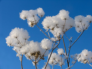 Image showing Grass dressed in the snow overcoat