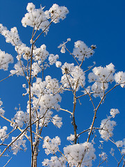 Image showing Grass dressed in the snow overcoat