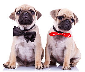 Image showing lady and gentleman pug puppy dogs