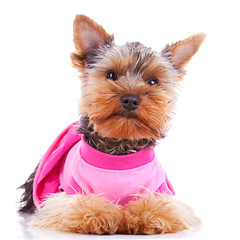 Image showing dressed yorkshire puppy dog