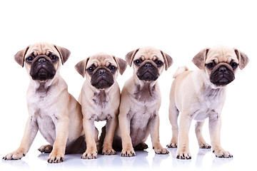 Image showing four mops puppy dogs