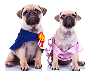 Image showing curious princess and champion pug puppy dogs