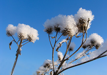 Image showing Grass dressed in the snow overcoat