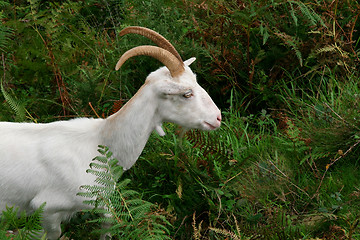 Image showing white goat