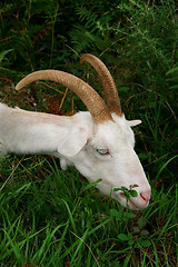 Image showing white goat