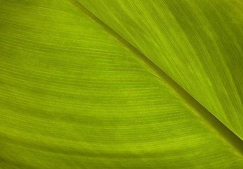 Image showing green leaf texture