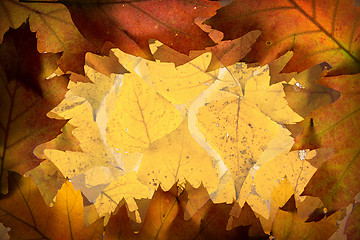 Image showing Autumn leaves background