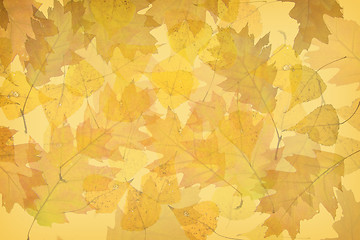 Image showing Autumn leaves background