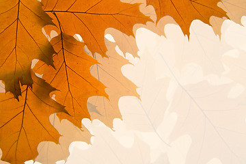 Image showing Autumn leaves background