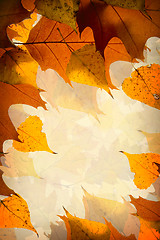 Image showing Autumn leaves background