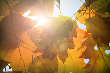 Image showing Autumn leaves background