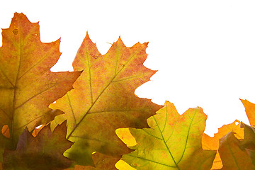 Image showing Autumn leaves background