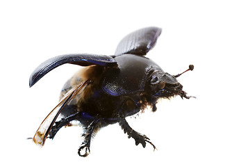 Image showing Dung beetle