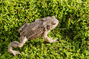 Image showing european toad on moss