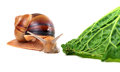 Image showing Snail and savoy cabbage leaf