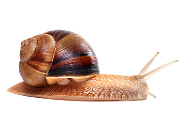 Image showing Snail on white background