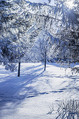 Image showing winter evening landscape