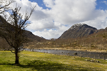 Image showing tree with grassland and mountains