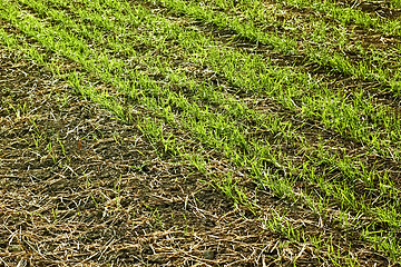 Image showing Edge of sown wheat fields close up