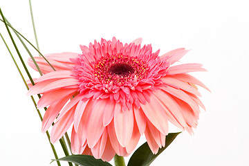 Image showing Red flower gerbera on white background 