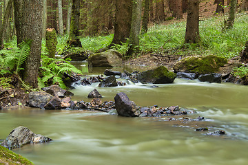 Image showing Mountain stream in a forest