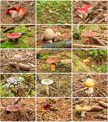 Image showing twelve summer mushrooms in one collection