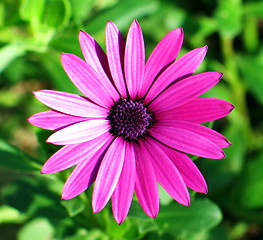 Image showing Lady in pink