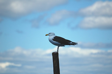 Image showing Seagull