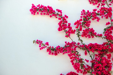 Image showing isolated flower on white wall