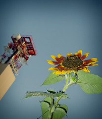 Image showing Sunflower, cellphone tower