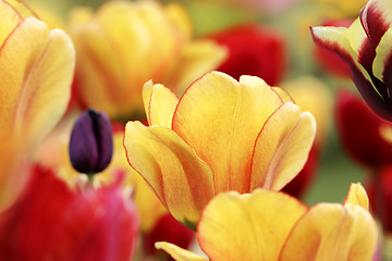 Image showing spring tulips