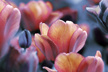 Image showing dark and yellow orange tulips