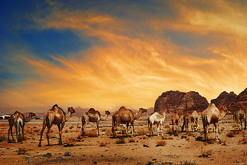 Image showing Camels in Wadi Rum