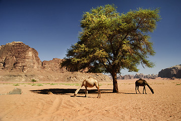 Image showing Camels in Wadi Rum