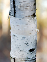 Image showing Birch Tree Trunk with high DOF