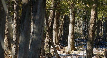 Image showing Cedars (High Dynamic Range Image)