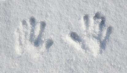 Image showing Little Snow Hands