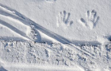 Image showing Small Hand Imprints and Tracks in Snow.