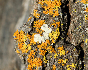 Image showing Lichen 1