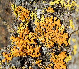 Image showing Lichen 2