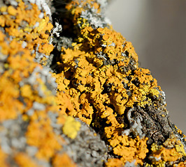 Image showing Lichen 3