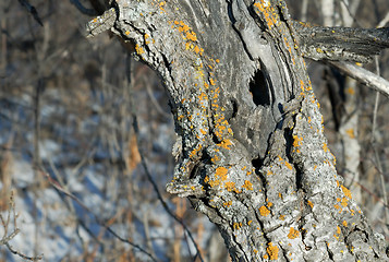 Image showing Lichen Log
