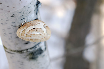 Image showing Mushroom on Birch Tree