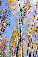 Image showing  birch forest in autumn 