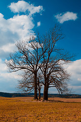 Image showing Lonely Trees